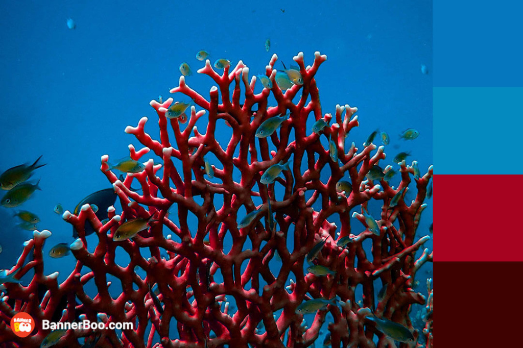 czerwony koral i morski błękit