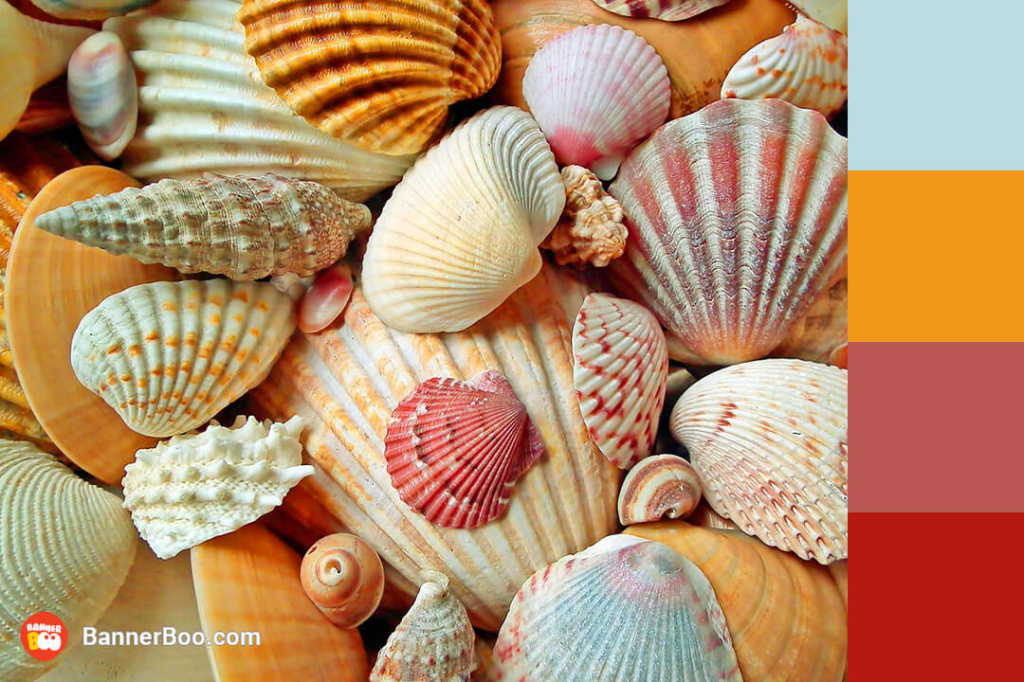 colored sea scallops
