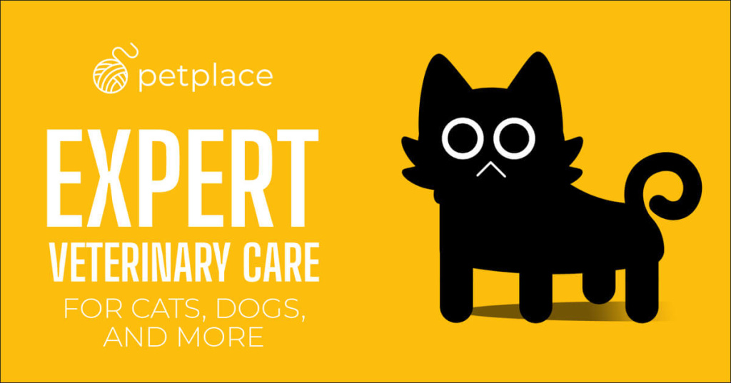 bannerboo pet template yellow