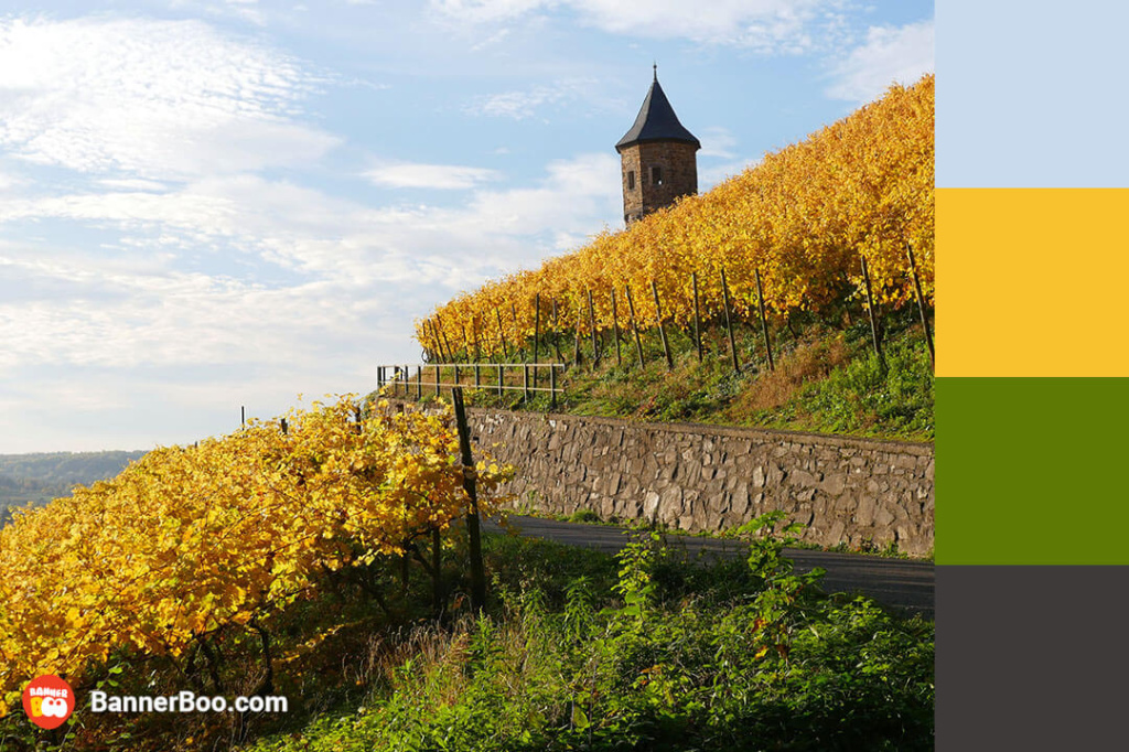 tuscan vineyard